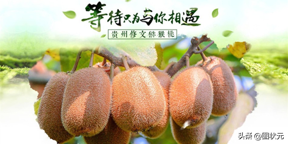 国内最好吃的猕猴桃产地,中国最好吃猕猴桃在哪里