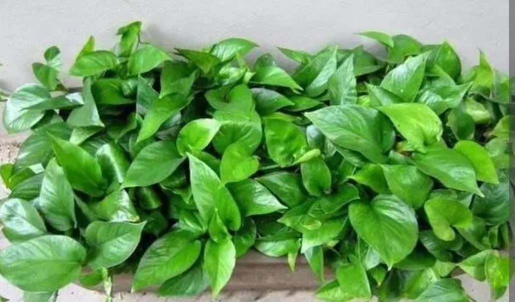 绿萝如何养又大又爆盆,我的绿萝为啥只长藤枝叶不爆盆呢