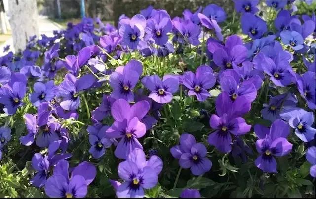 绿化带里常见的草本花,绿化带常见植物名称及图片