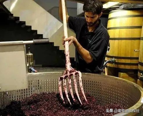 正宗葡萄酒酿造法,葡萄酒酿造步骤精简