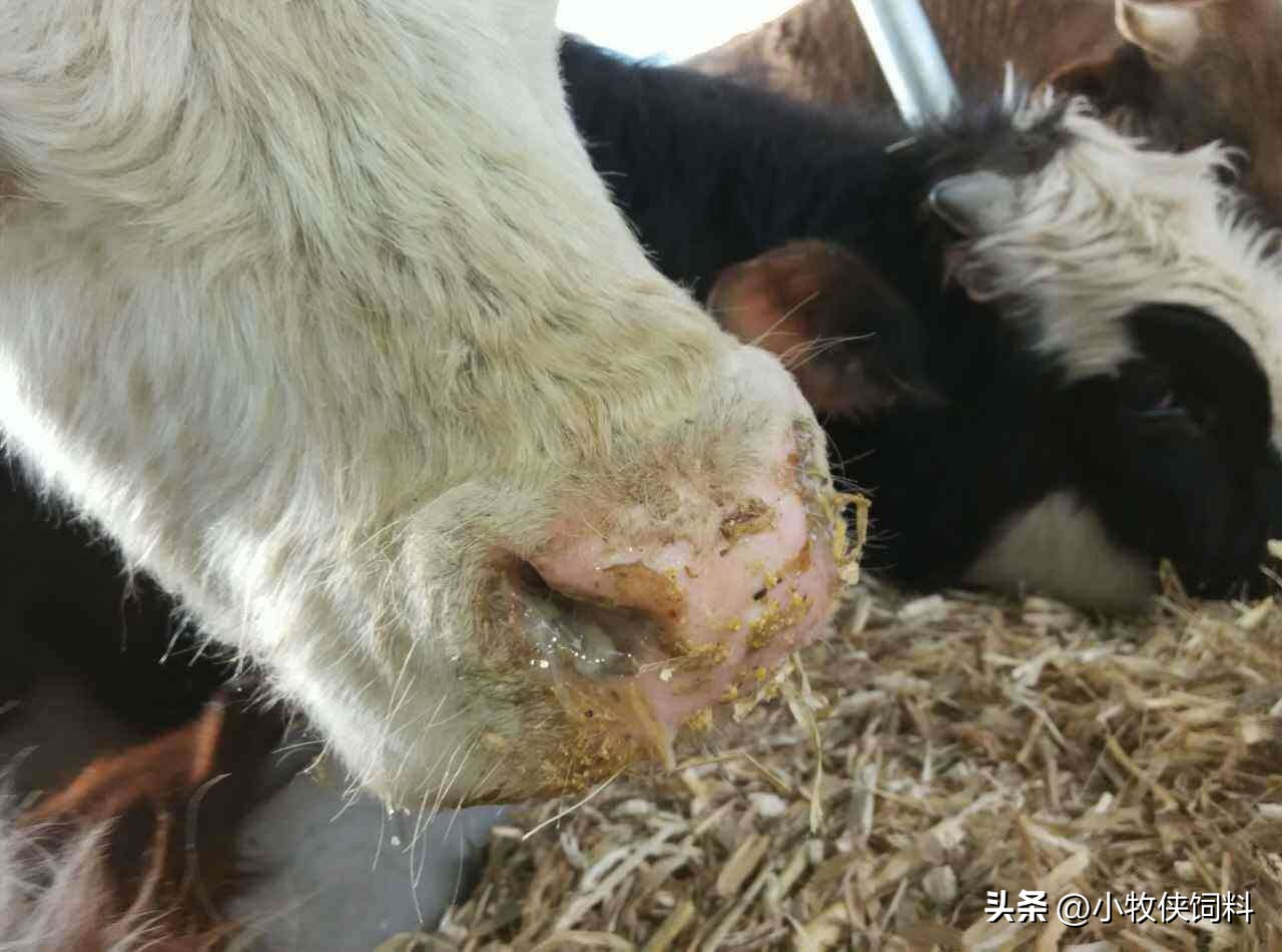 牛得口蹄疫会出现哪些症状,牛得口蹄疫有什么症状和危害