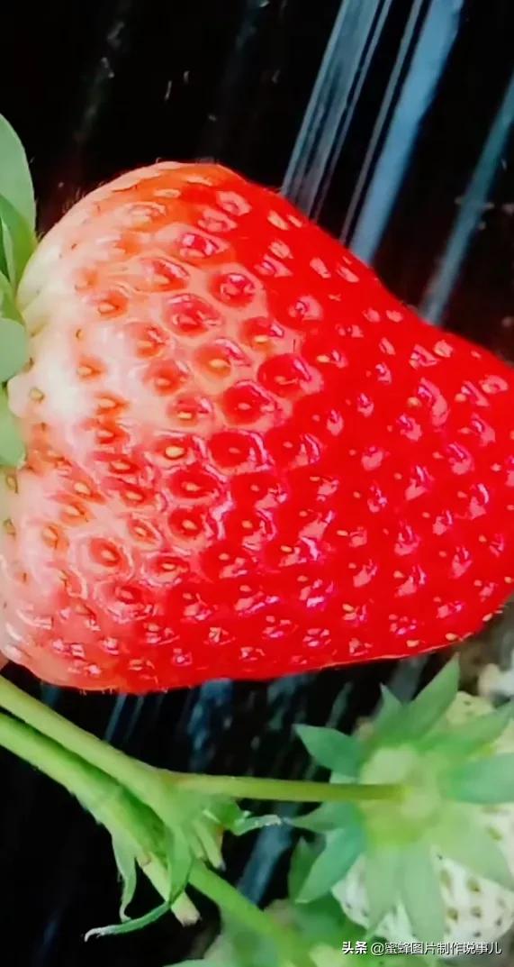 丰富美味的水果壁纸,甘甜适口的美味水果壁纸图片