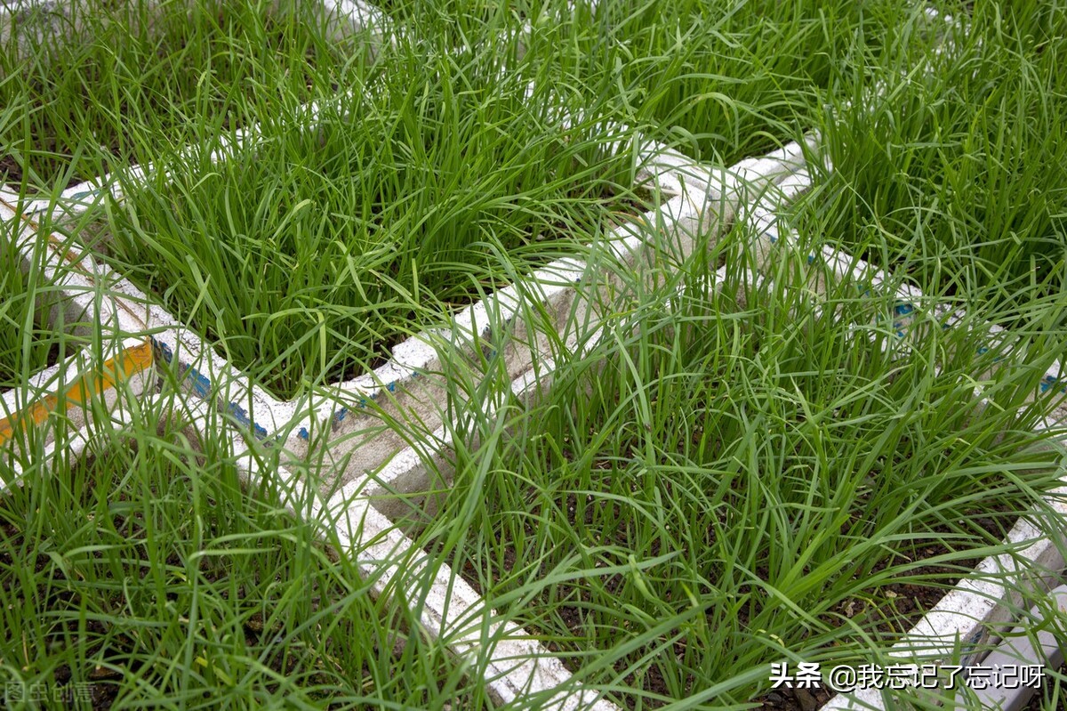 阳台种植水果用什么肥料好,适合阳台种植的水果有哪些