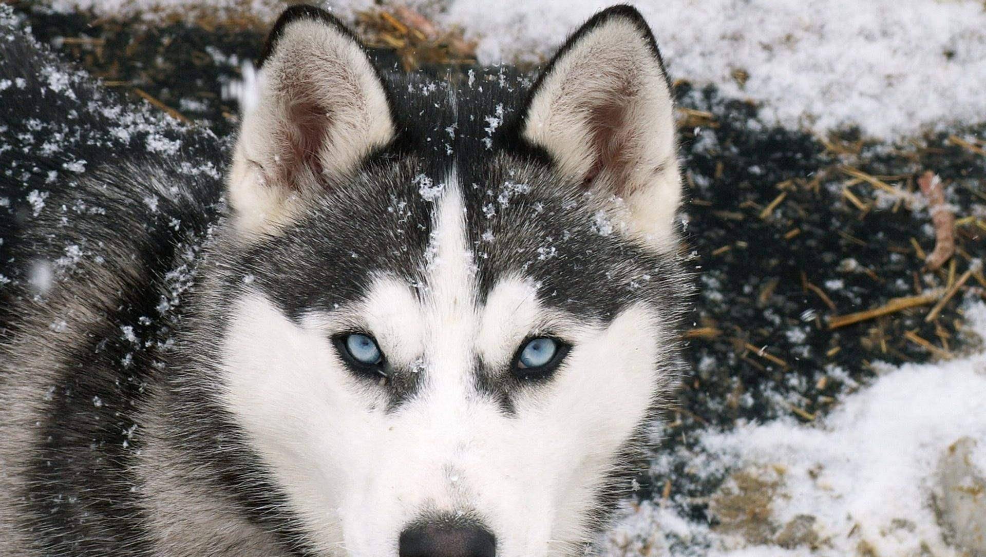 劝你不要养阿拉斯加！看完这几点你就知道为什么了