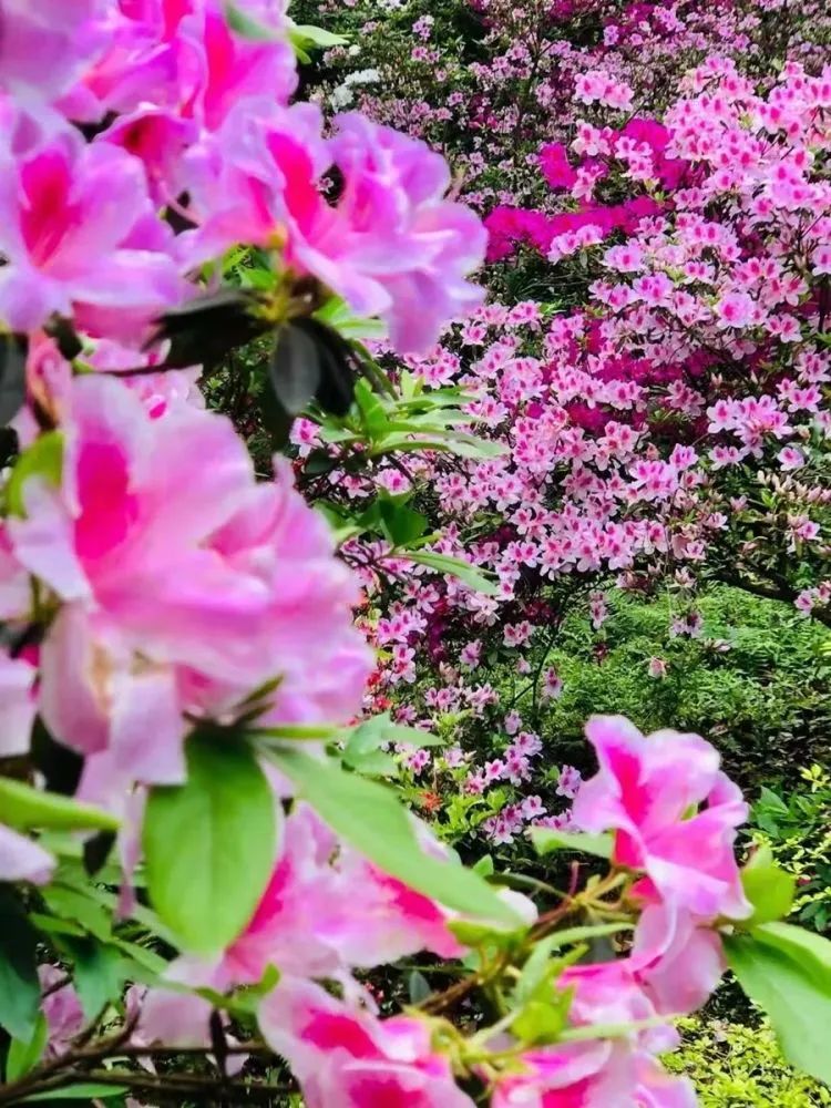 桂林雁山猫儿山,广州出发6天最适宜赏秋旅游