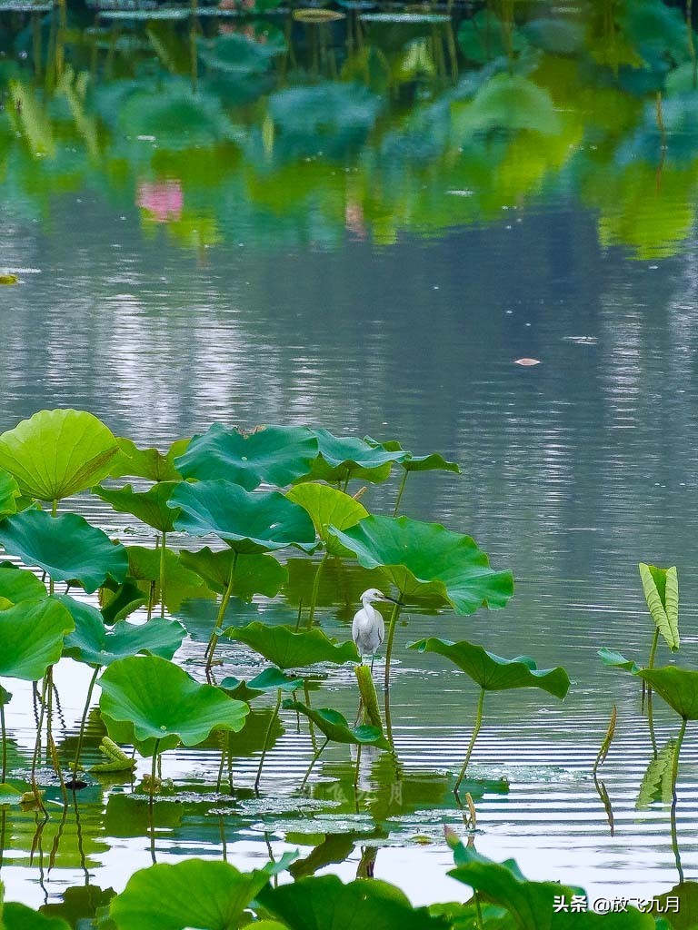 北京上庄雨中荷花，白鹭麻鸭水中捉鱼嬉戏，门票免费