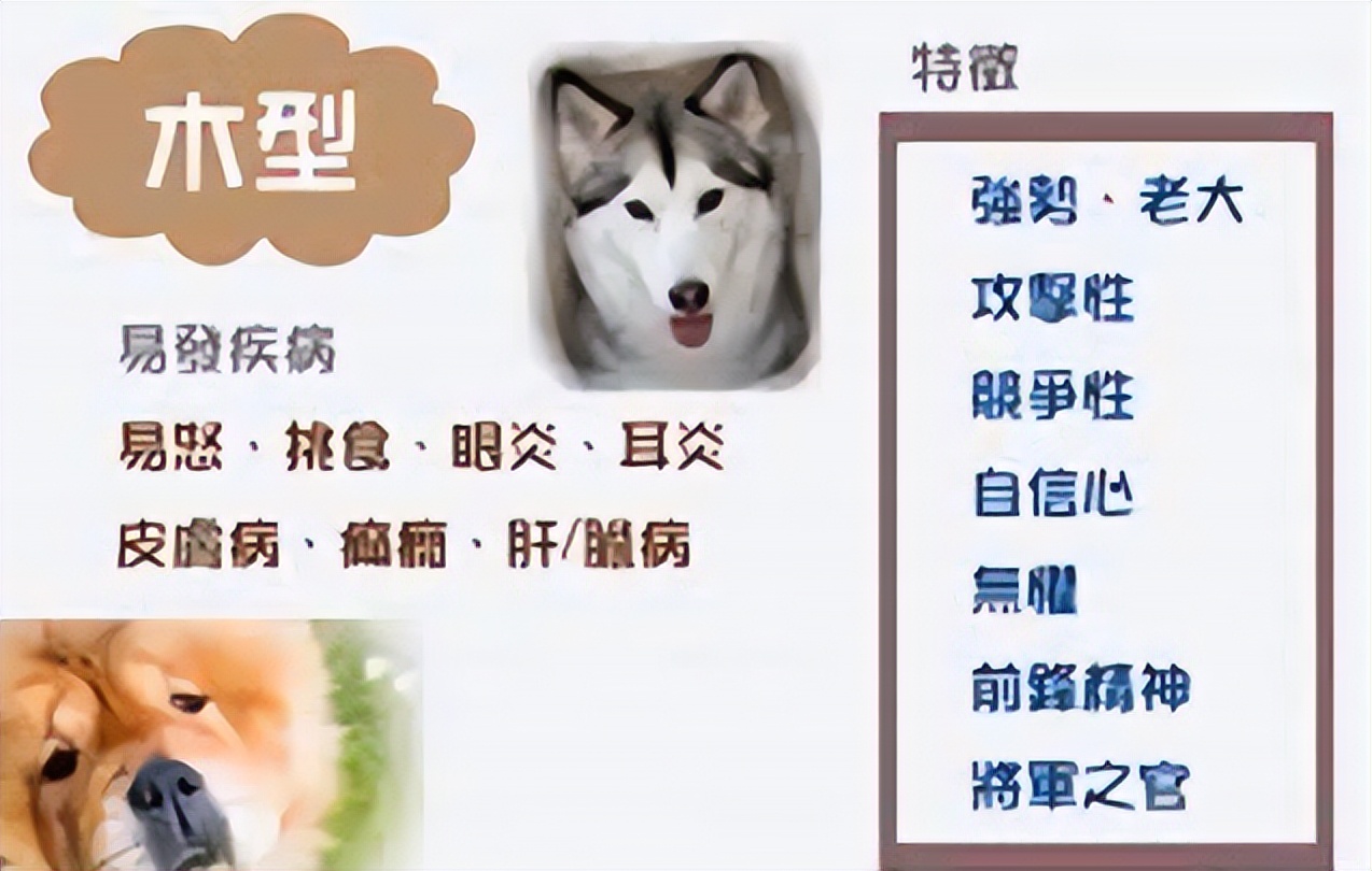 给狗做针灸的视频,带狗去针灸