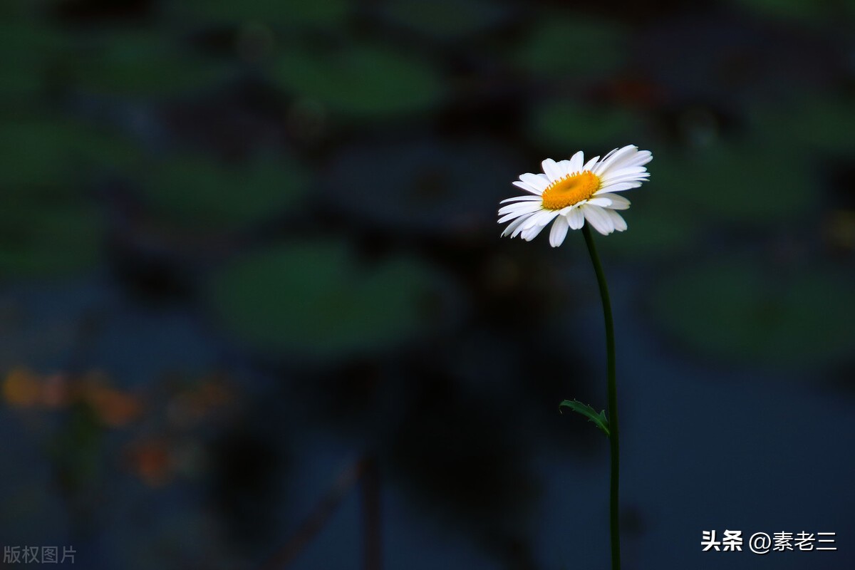 女作家去做保姆446,女作家去做保姆825