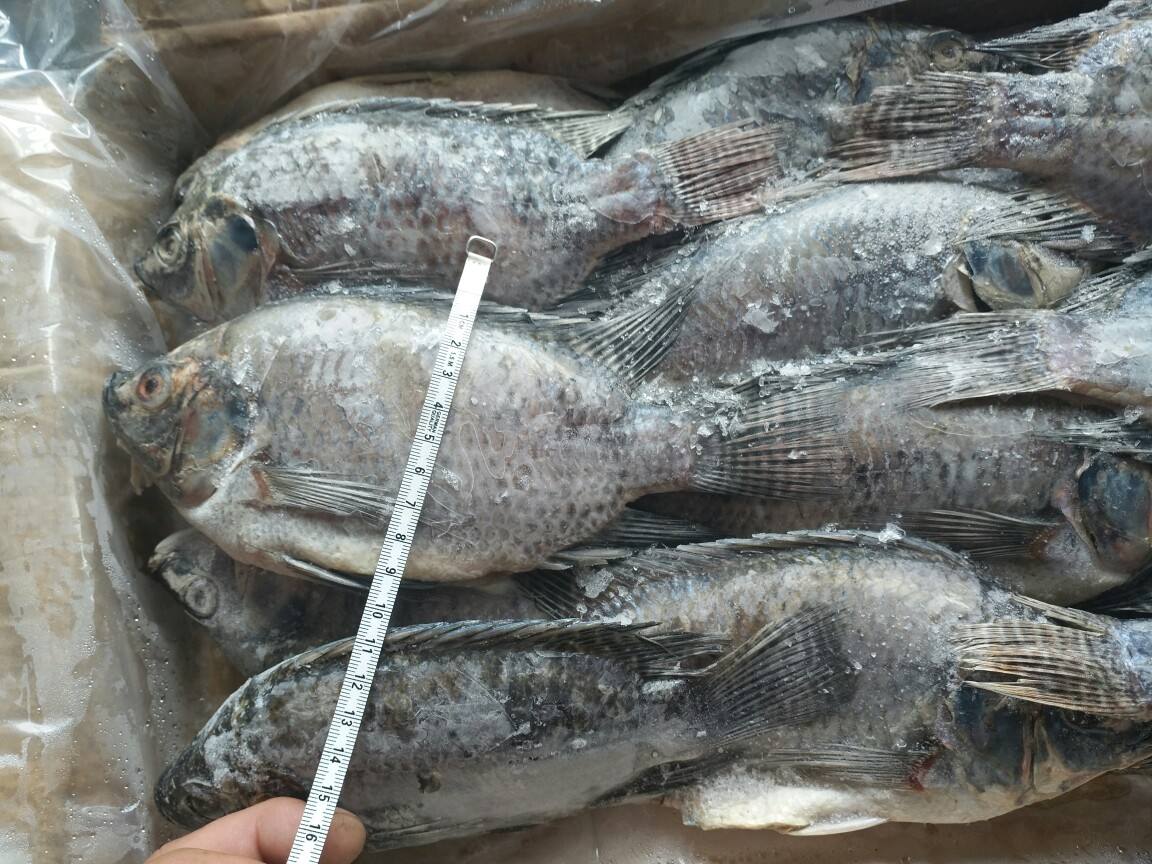 入侵我国水域的罗非鱼，美国人大快朵颐，为何中国吃货解决不了？