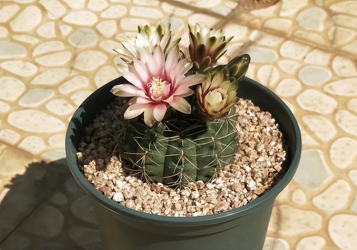 仙人球换盆的正确方法,仙人球换盆最佳方法