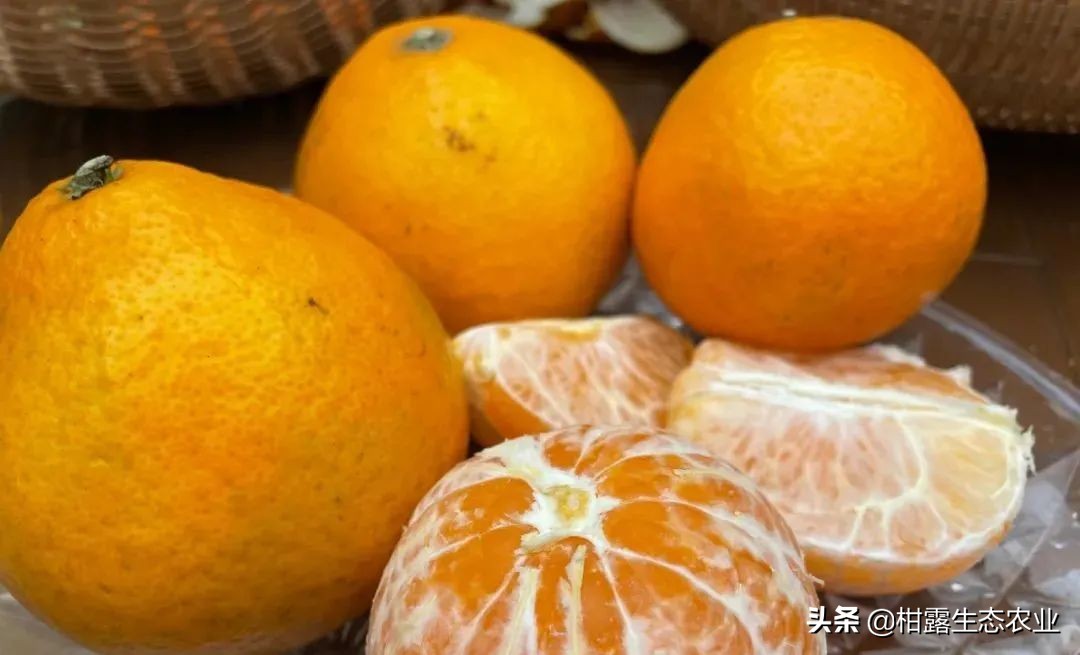 阳光一号桔柚品种简介,阳光一号桔柚是不是在炒作品种