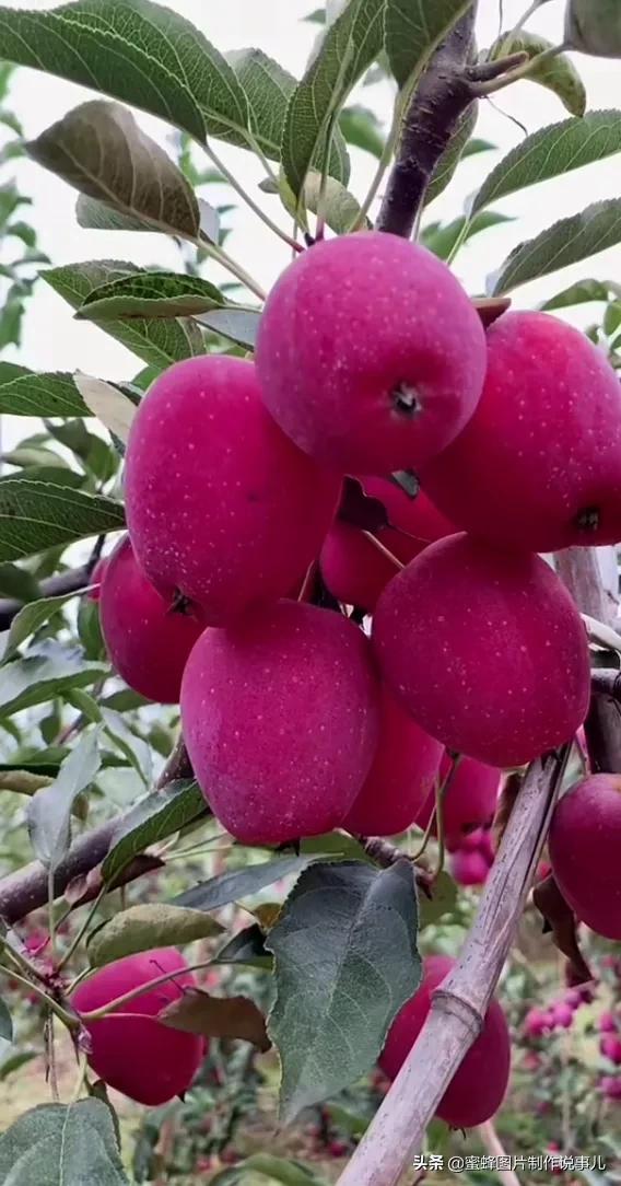 丰富美味的水果壁纸,甘甜适口的美味水果壁纸图片