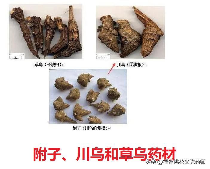 17味温里祛寒中药的性味与功效