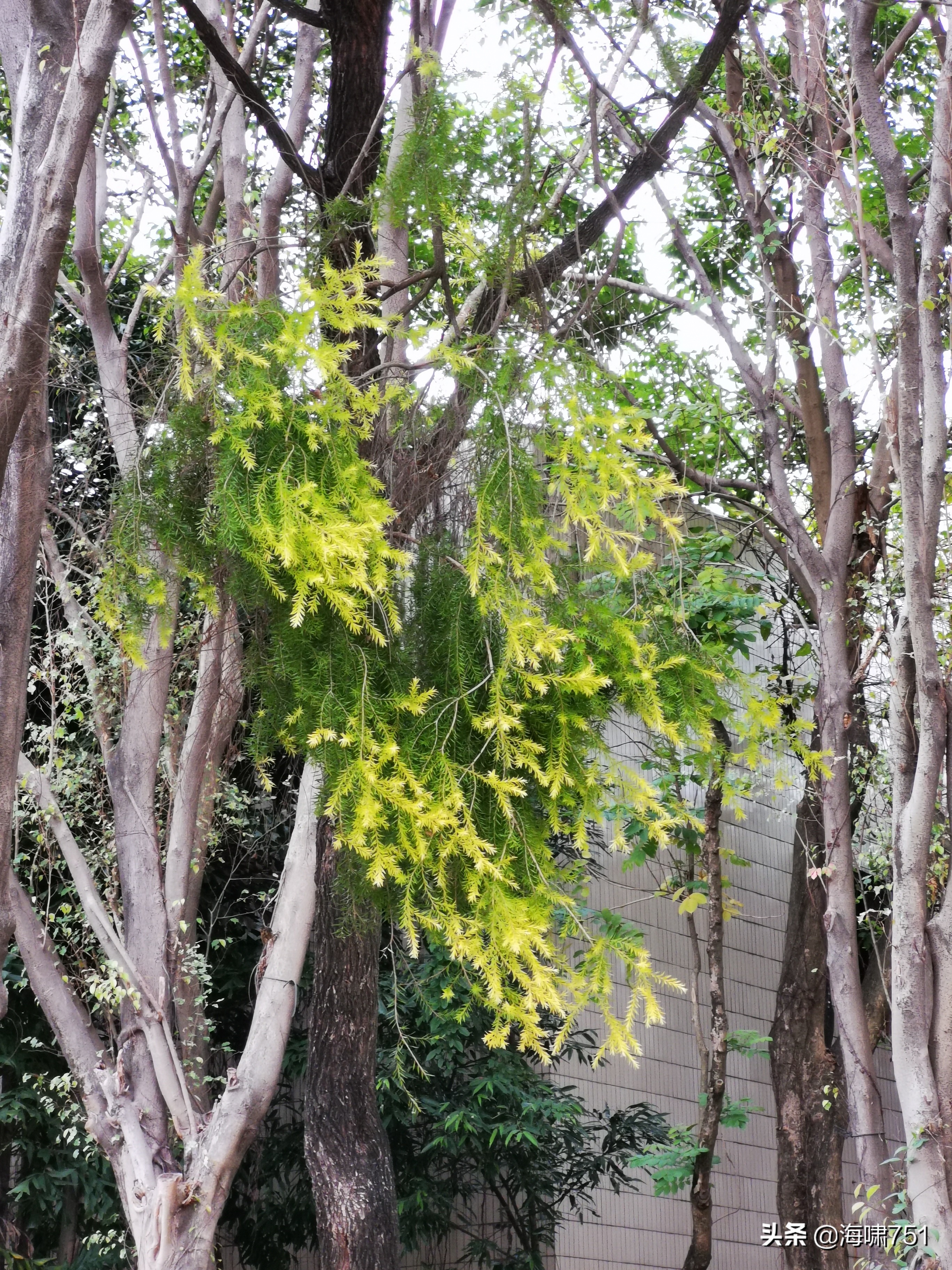 陈田花园全景图,陈田花园照片