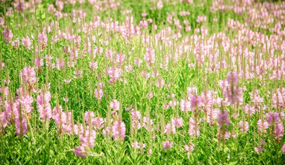 描写夏日荷花的经典诗词,夏日荷花诗句经典