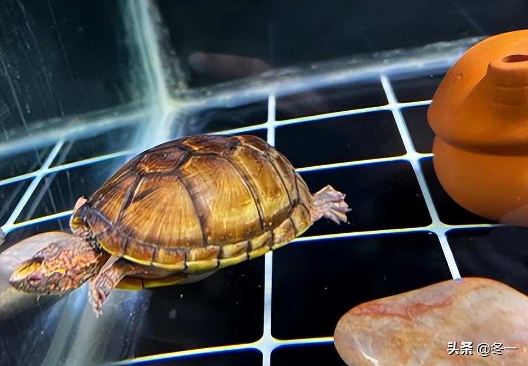 乌龟初学者,乌龟新手入门教程视频