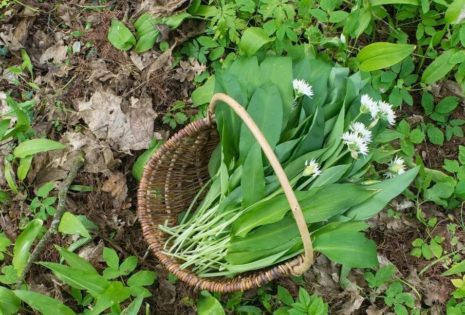 今日春分注意点啥,春分忌日习俗什么时候开始的