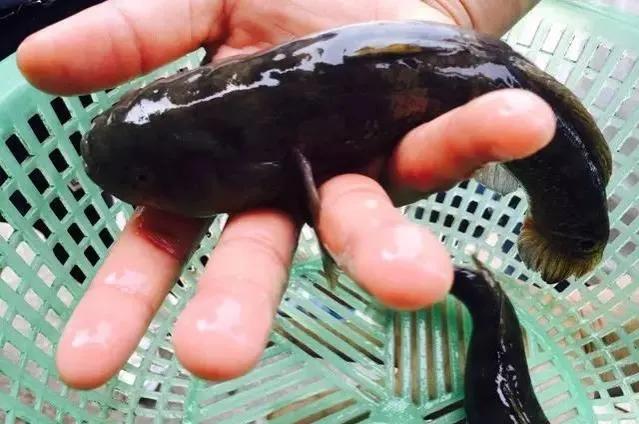 鱼类食材大全名称图片,鱼类菜谱大全100种