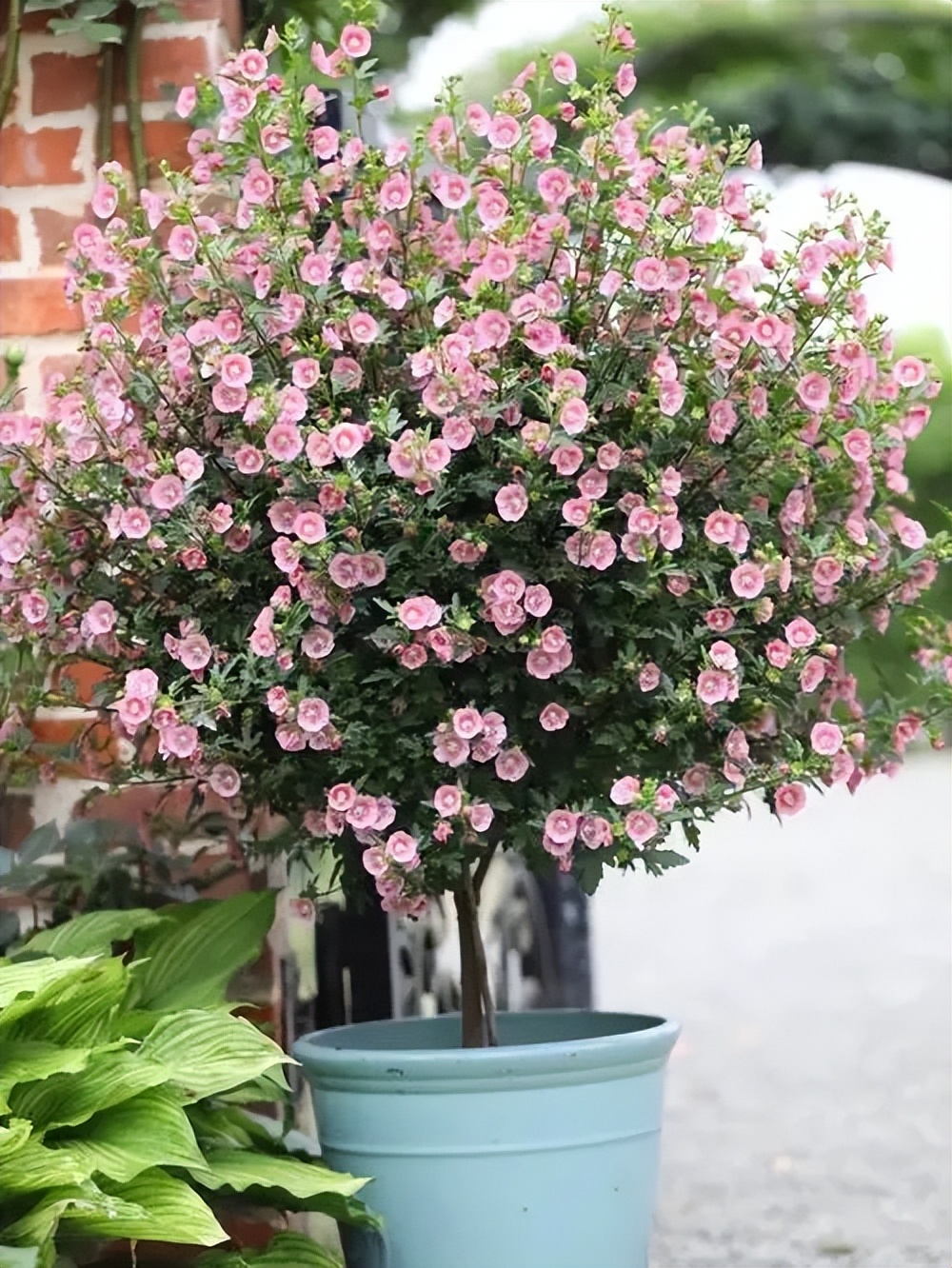 小木槿花球怎样修剪,小木槿棒棒糖大花球