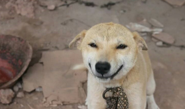 农村的看家土狗到底有多忠诚,为什么农村的土狗不抓鸡