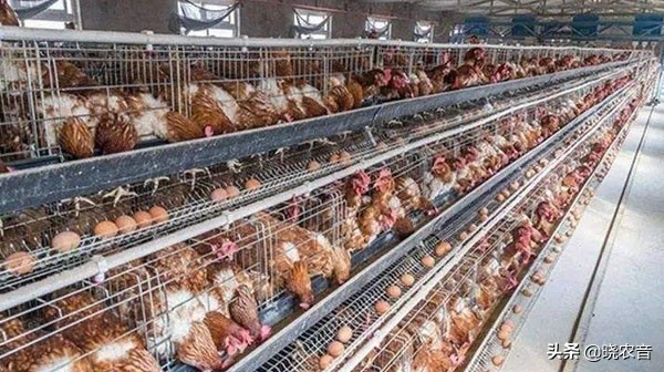 1000只散养蛋鸡成本和利润,绿壳蛋鸡苗养殖500只利润