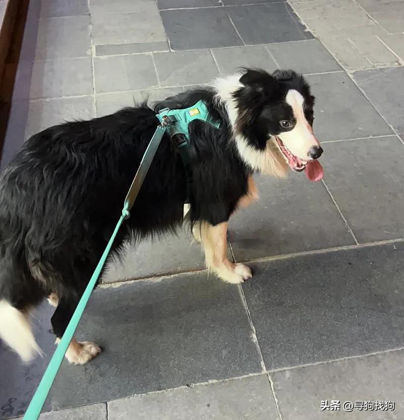 西安养边境牧羊犬,边境牧羊犬犬舍陕西西安