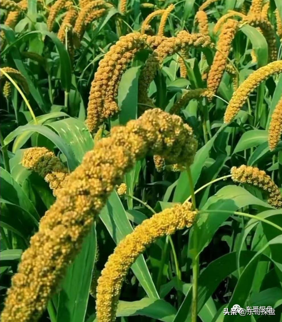 lpr调整有助于提振楼市需求,lpr5年期调为4.6%楼市会复苏吗