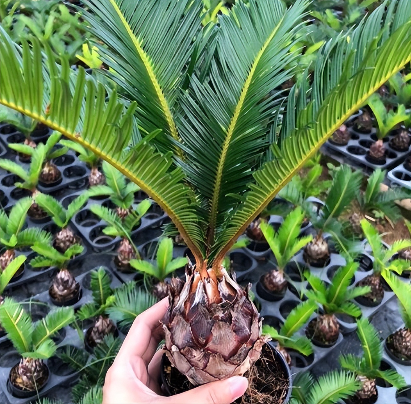 木本植物有哪些品种,什么观赏木本植物不怕冻不怕晒