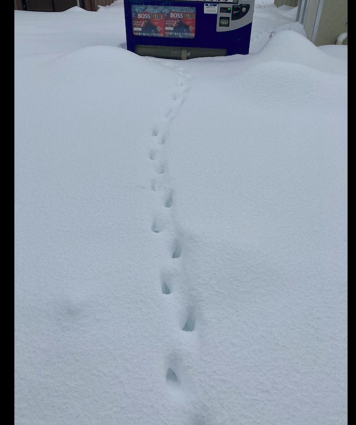 小猫被冻僵在雪地好心人路过救援,猫被困36天后奇迹存活