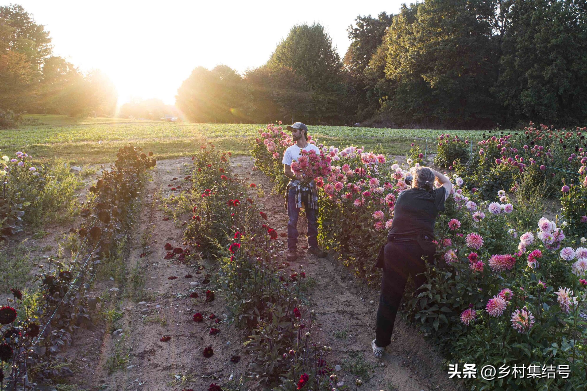 美国夏日梦幻农场：以大丽花为主题的鲜花园艺农场，如梦如画！