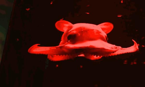 章鱼为何没有发展出文明,为什么章鱼有大脑却不能统治世界