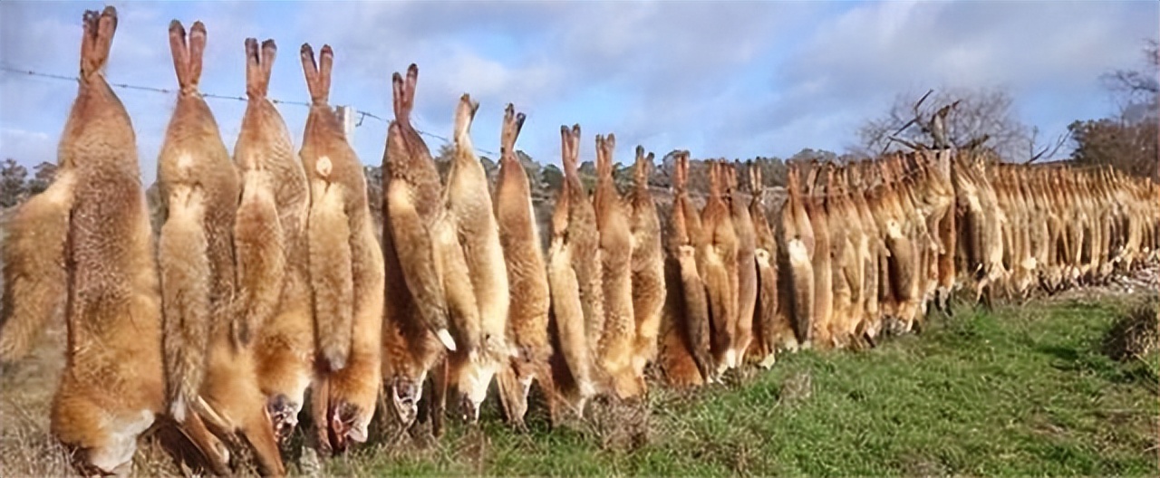 澳大利亚野兔泛滥成灾体重近百斤,澳大利亚野兔成灾野兔上百斤