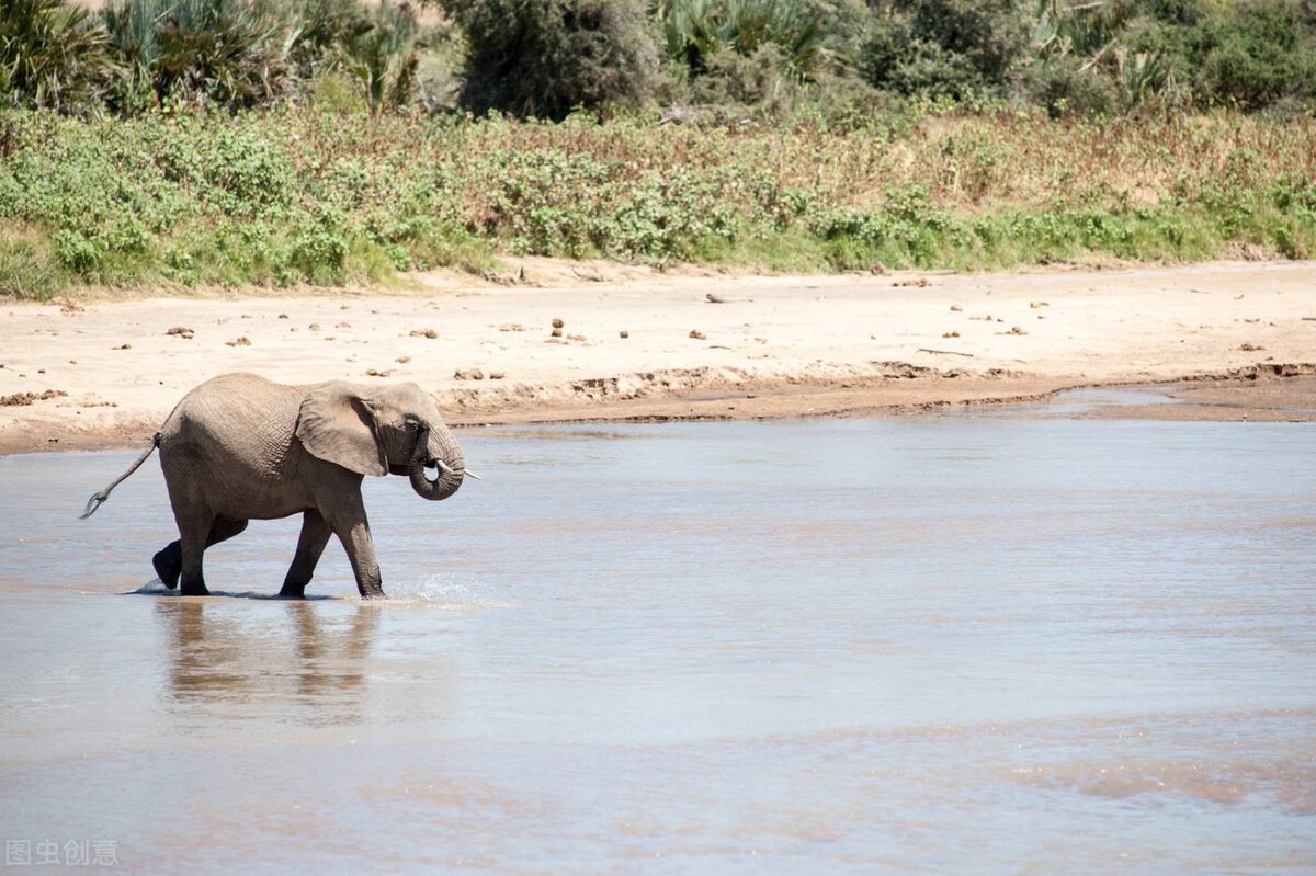 2021年一路北上闪耀的星，大象，会怕老鼠？看完你会有新的发现