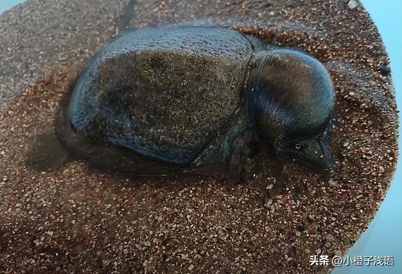 甲鱼被蚊子叮头肿成球作者,甲鱼被蚊子叮了还能吃吗