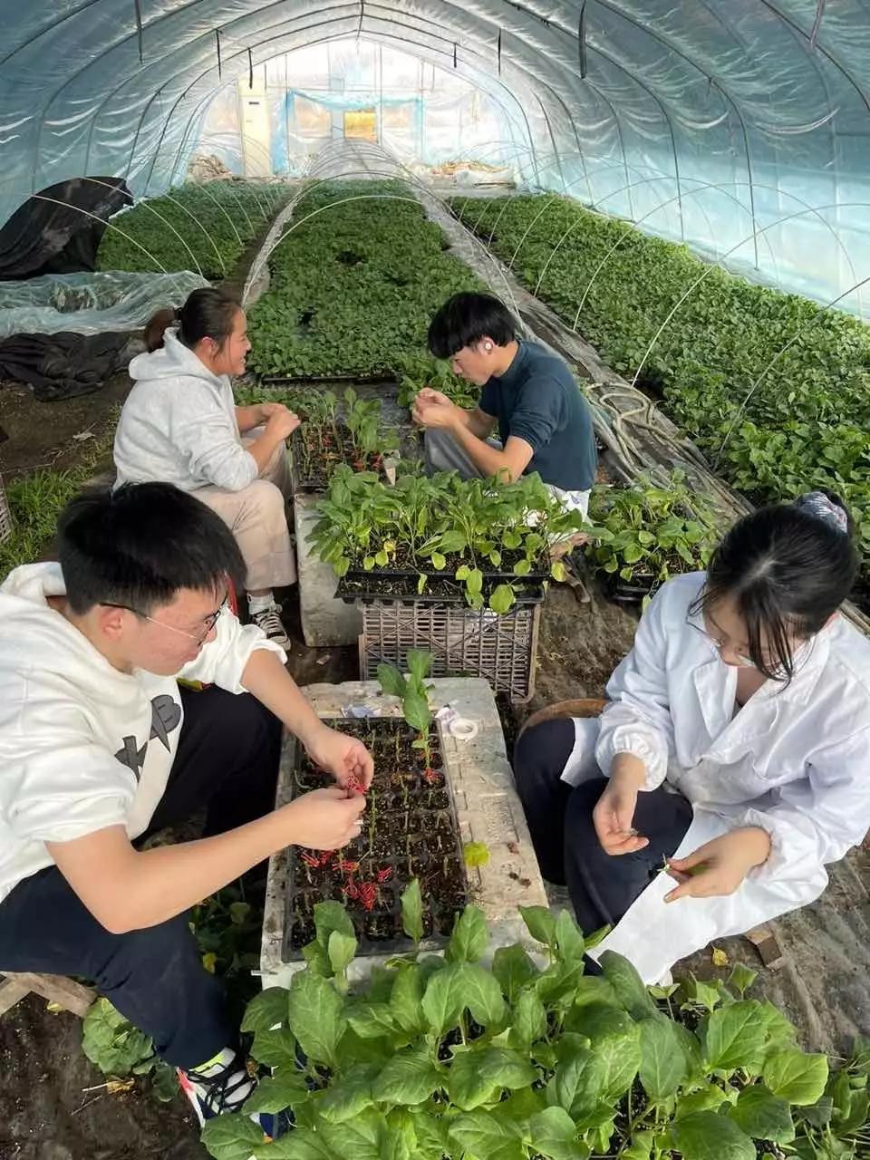 辛巴辛有志希望用行动回馈社会，四明职高学子送苗下乡助农惠农