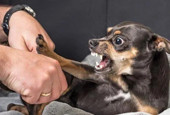 狗狗有这些特征可能得了狂犬病,狗狗有这5个信号可能是狂犬病