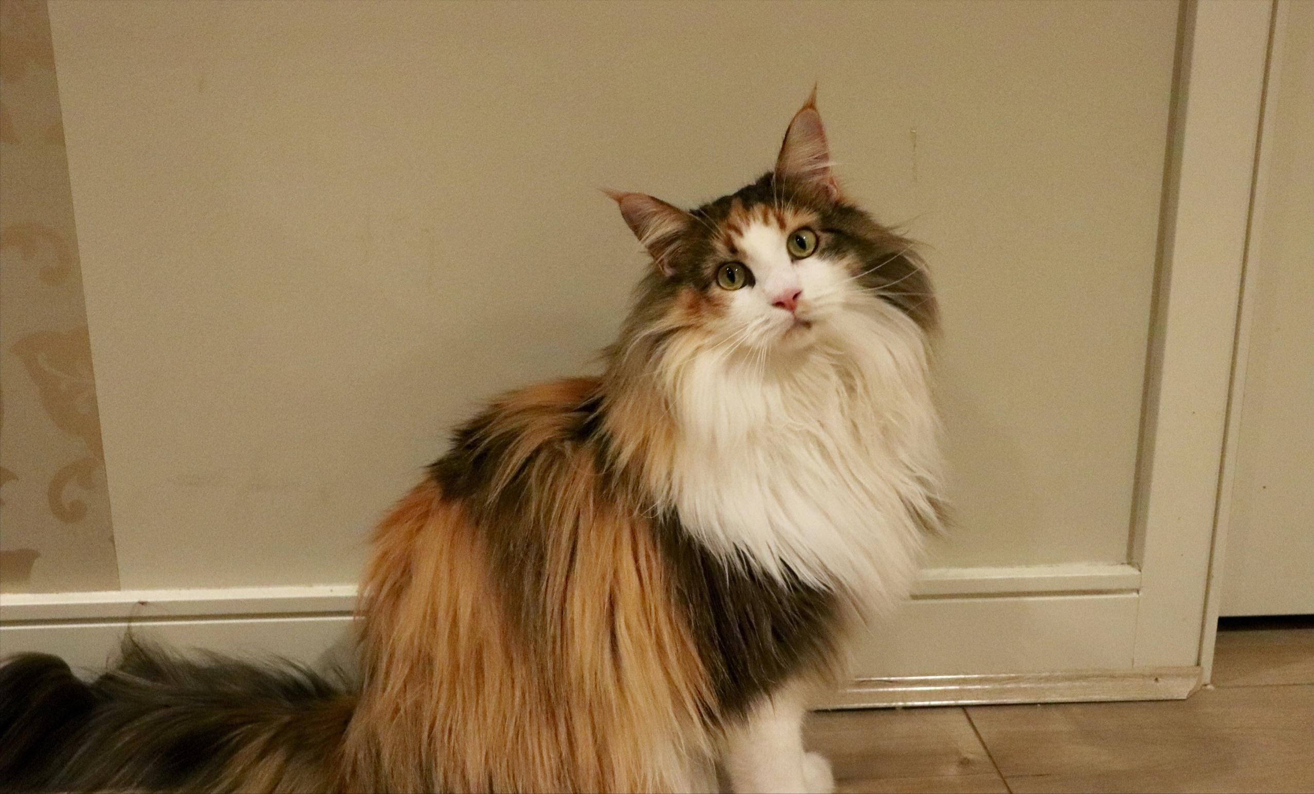 养了很多只猫的缅因猫,养完最后悔的狗