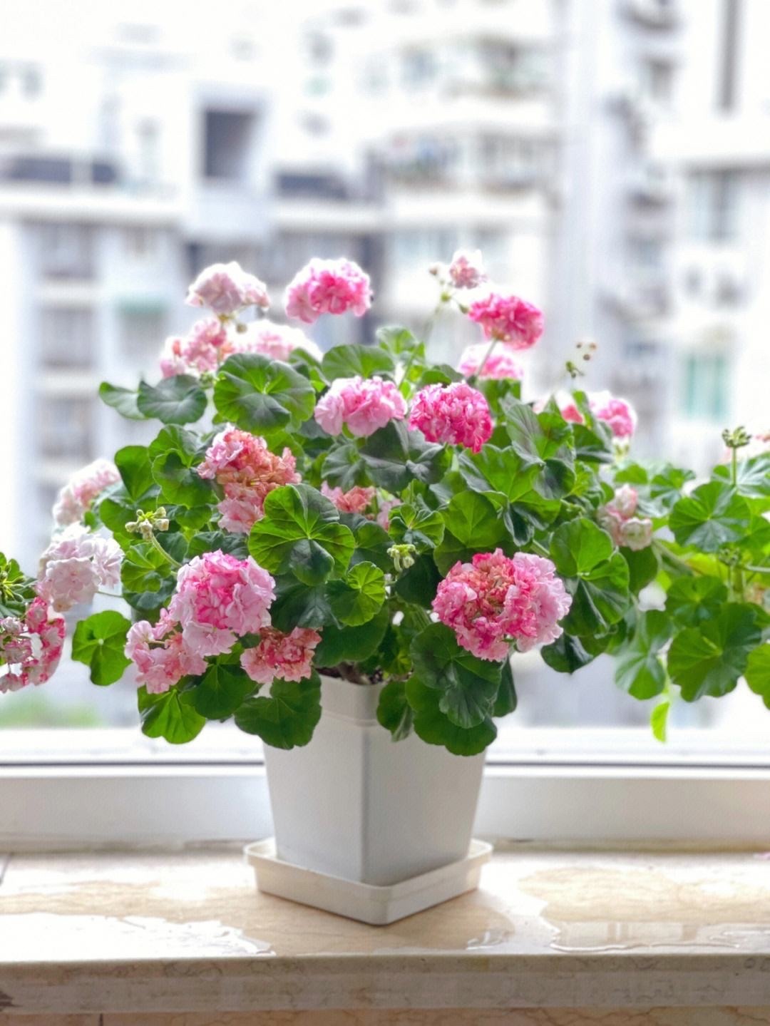 3种花最适合夏天养,4种花最适合冬天养开花漂亮