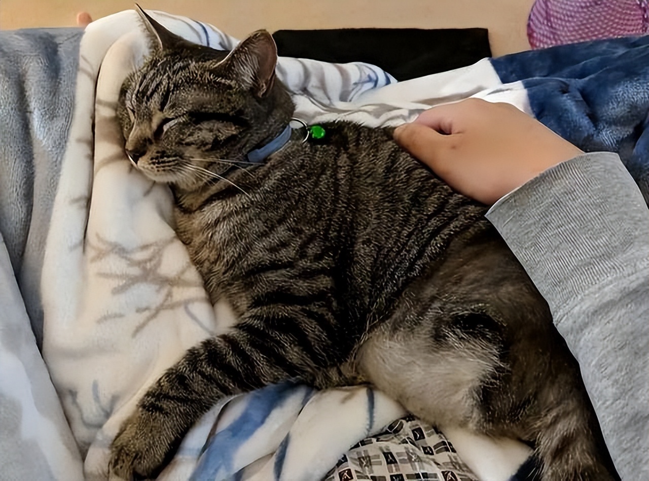 这5种猫堪称白眼狼养了也白养,新手最容易养的5种猫