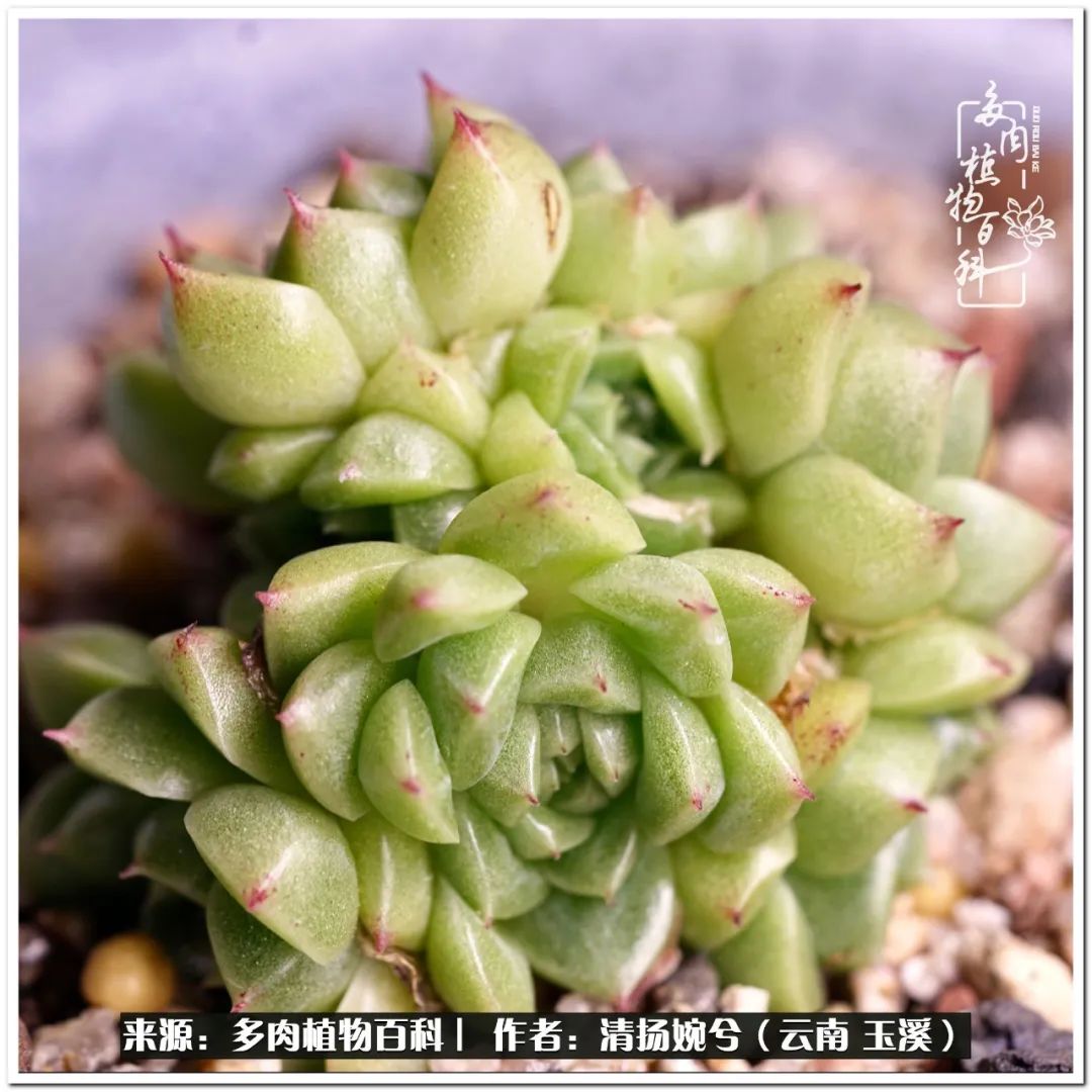 夏天好养颜值高的多肉,可爱的小多肉