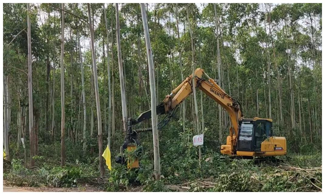 广西桉树何去何从,广西桉树引争议