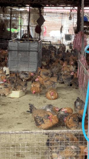 三联鸡鸭市场在哪里,三联市场家禽