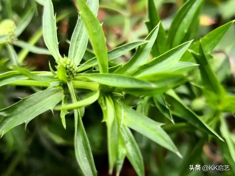 芥末膏是什么东西做的,芥末膏是什么制作的