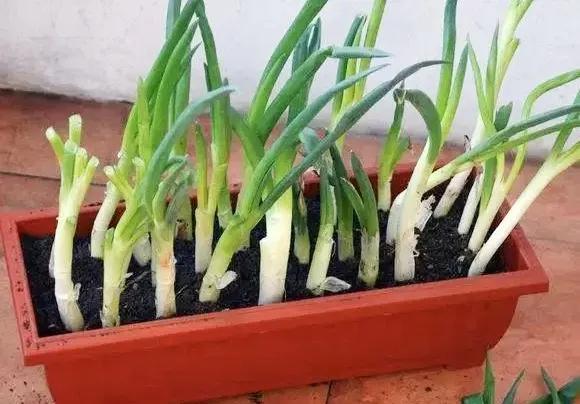 阳台种菜小葱香菜,白露以后种植小葱大蒜和香菜