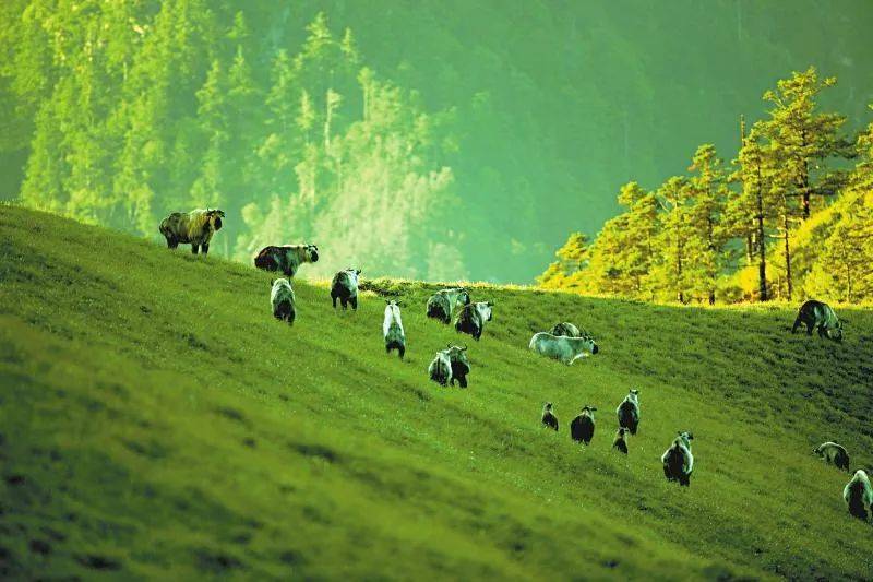 【散文】妩媚青川‖张泽