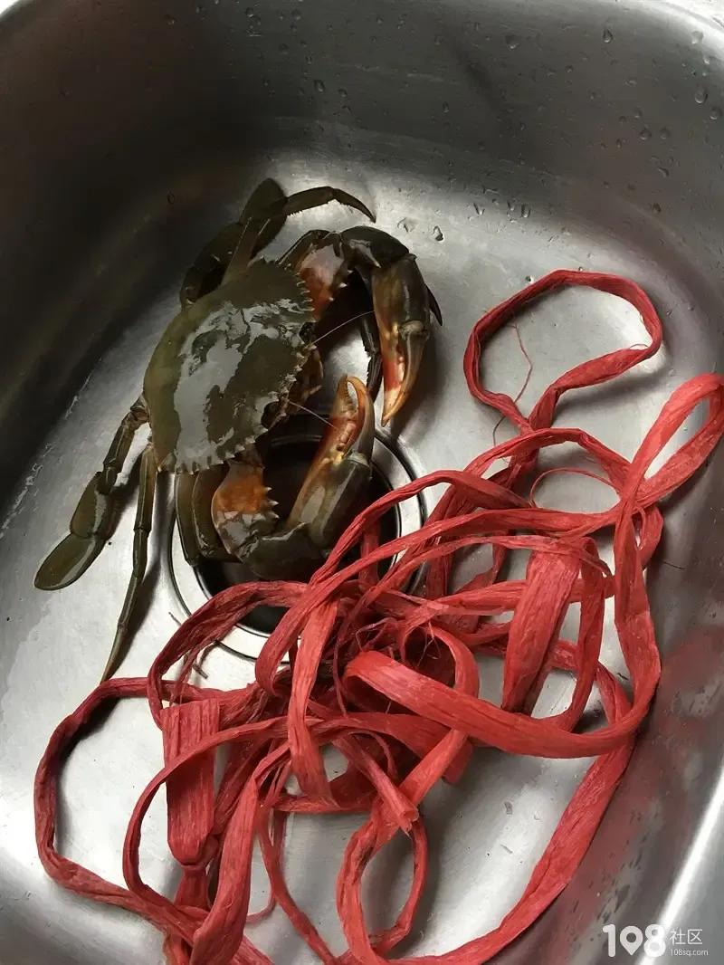 怎么绑大螃蟹最简单的方法,绑螃蟹教程青蟹