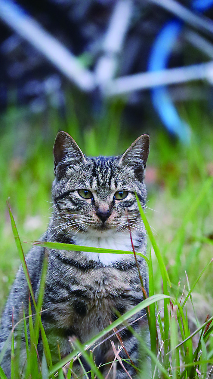 湖南工大的“HUT喵世界”火爆网络这是个啥东东？