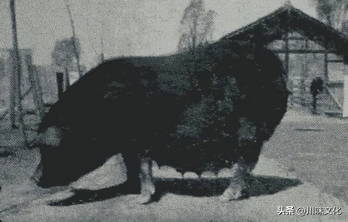 川猪变种记（中）转折