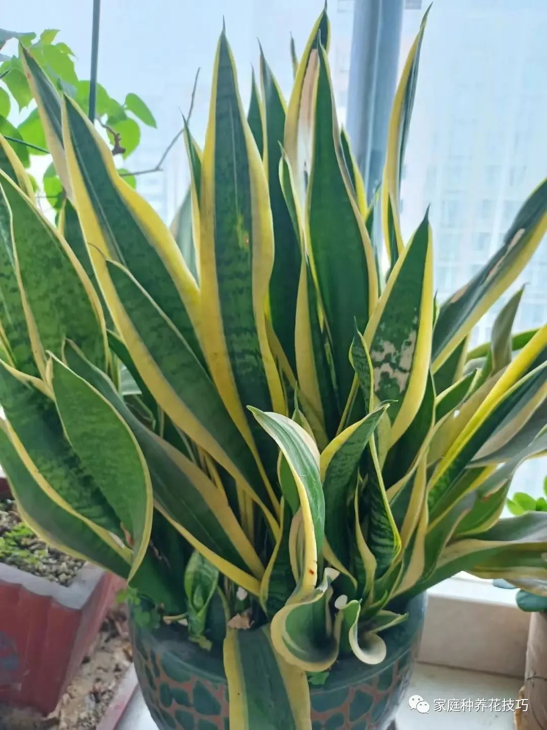 最漂亮的懒人花草,20种懒人花草阳台客厅必备