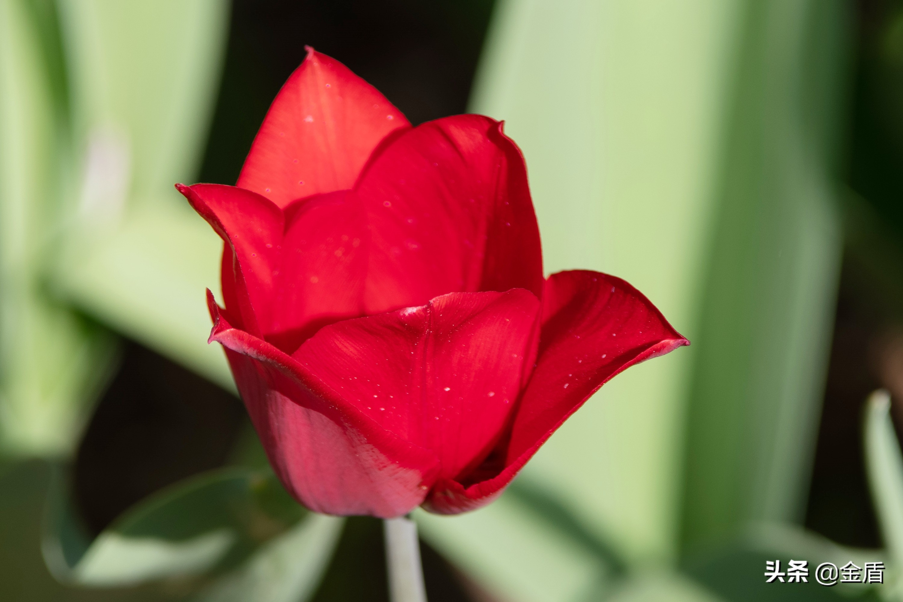 花中皇后郁金香全集,花西夫人郁金香